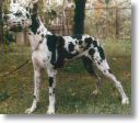 dogue allemand arlequin
